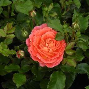 Designer Sunset Rose (Rosa Designer Sunset) 3